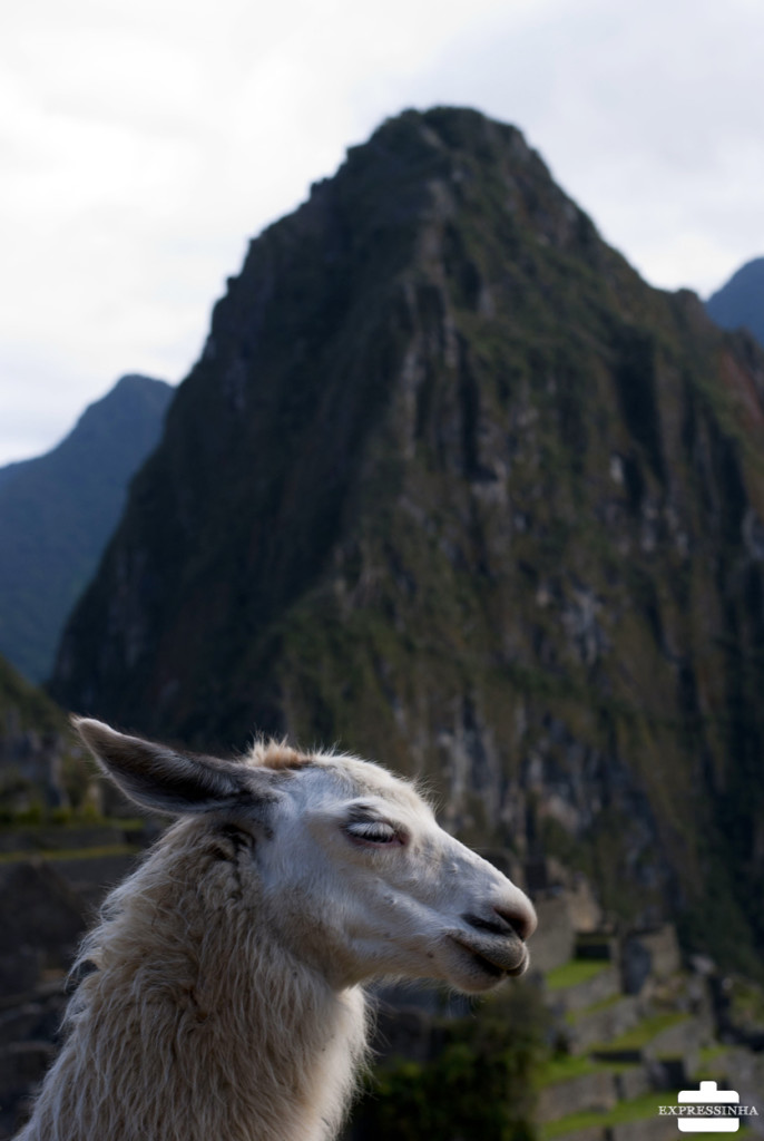 Peru Machu Picchu lhama