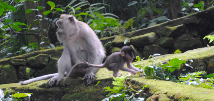 Indonesia Bali Ubud Floresta dos Macacos