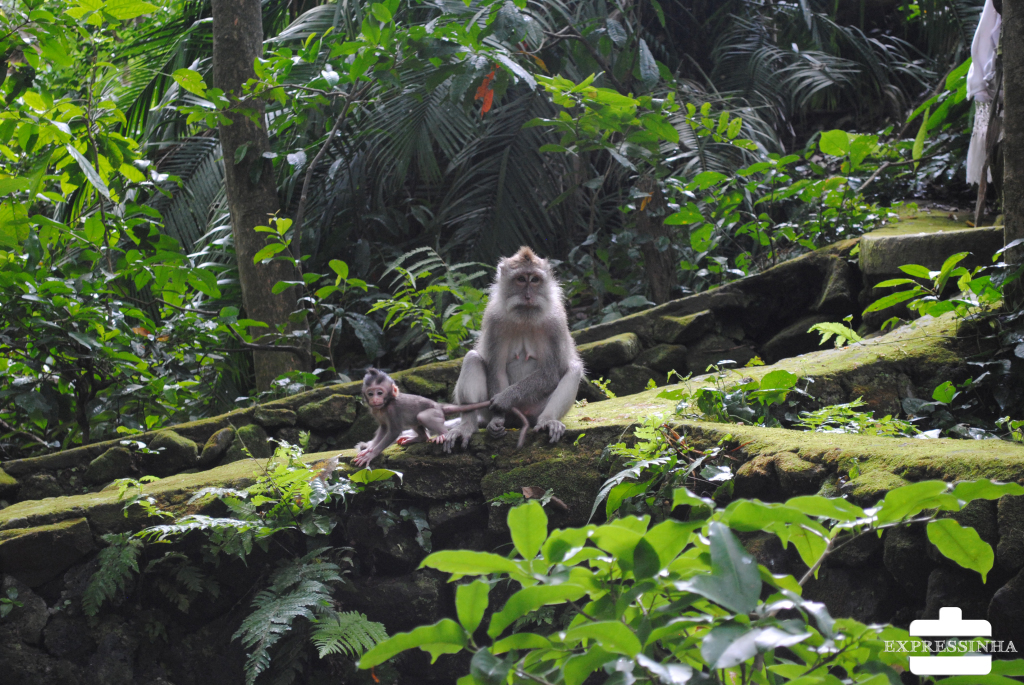 Indonesia Bali Ubud Monkey Forest
