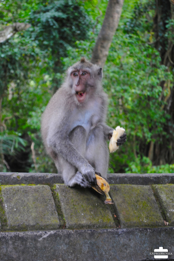 Indonesia Bali Ubud Floresta dos Macacos