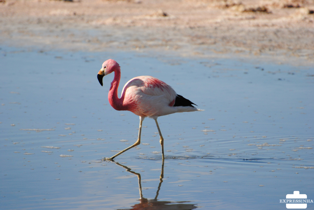 Chile Atacama Flamingos