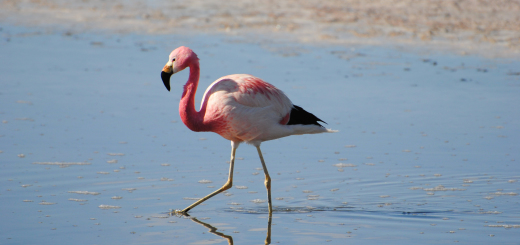 Chile Atacama Flamingos