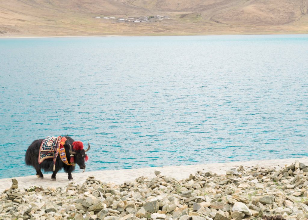 Yak todo arrumadinho para foto a beira do lago Yamdrok no caminho entre Lhasa e Tibet. Turismo no Tibet é uma viagem pela natureza e pelo budismo tibetano.