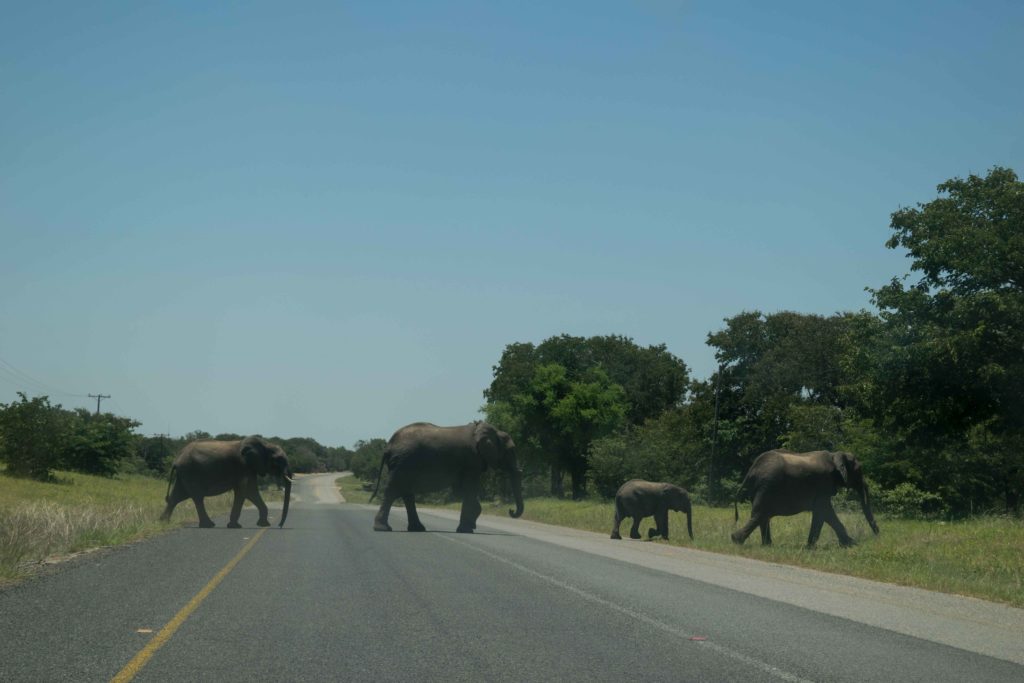 Roteiro de viagem para a Namíbia indo até Victoria Falls. Estradas do Botswana são lotadas de animais. Dirija devagar!