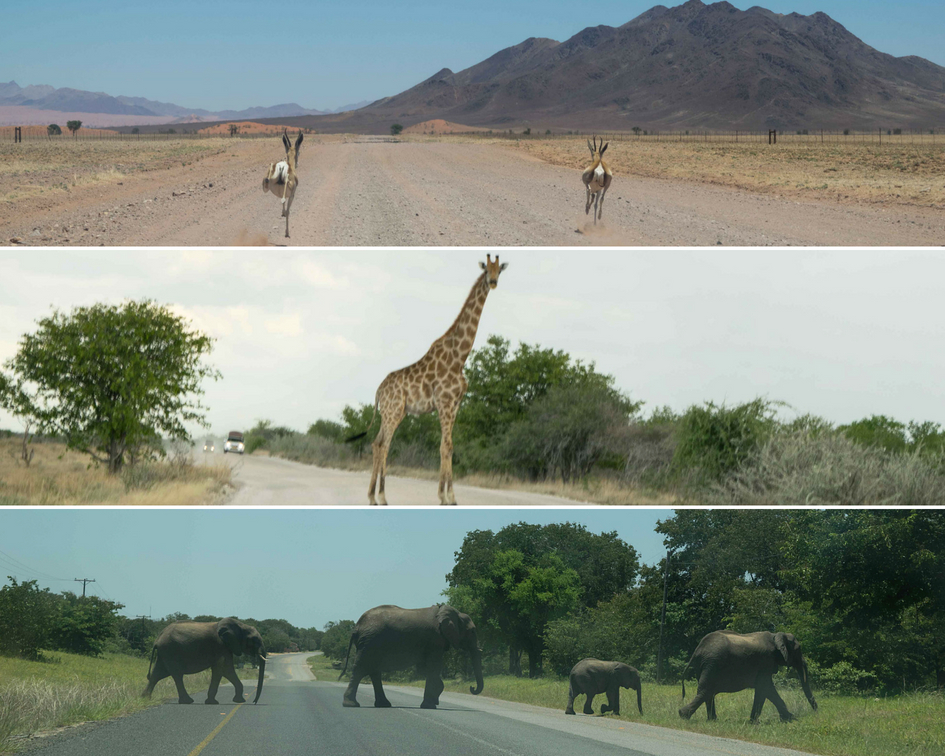 Viagem para a Namíbia. Apenas uma pequena amostra dos animais que encontramos pelas estradas da Namíbia! Dirija devagar e com máxima atenção porque eles aparecem do nada!