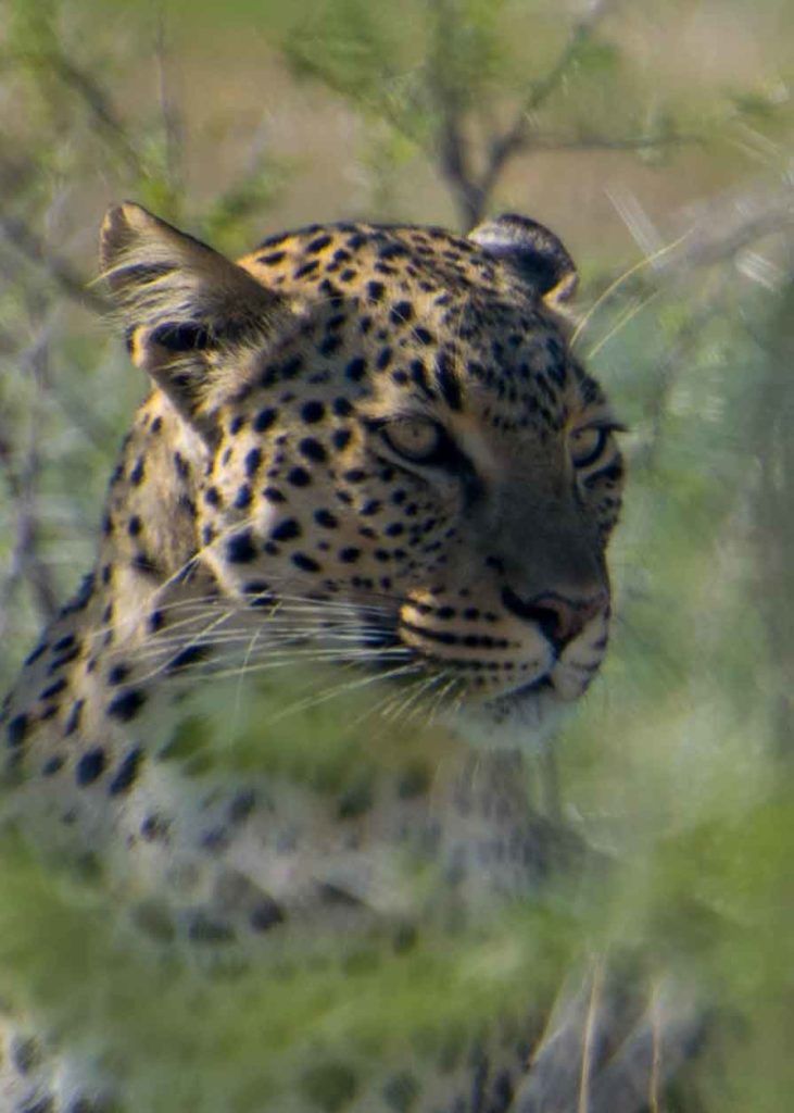 Dicas da Namíbia: Da beleza de um leopardo sonolento no Etosha.