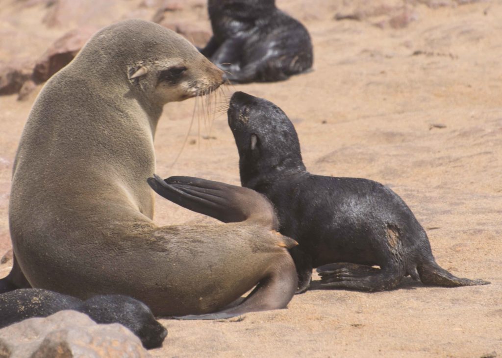 Dicas da Namíbia: As focas da reserva de Cape Cross, próximo a Swakopmund, uma coisa fofíssima e fedidíssima!