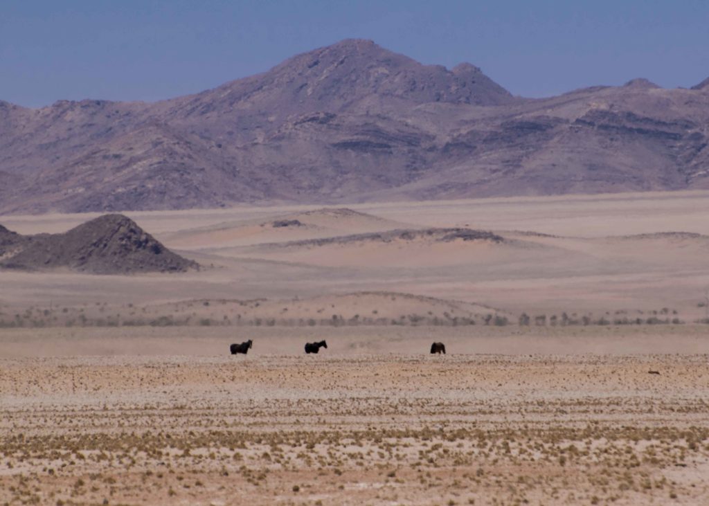 Os cavalos selvagens do deserto perto de Kolmanskop. Só vimos de longe e mesmo assim foi lindo vê-los tão livres no meio daquele nada....