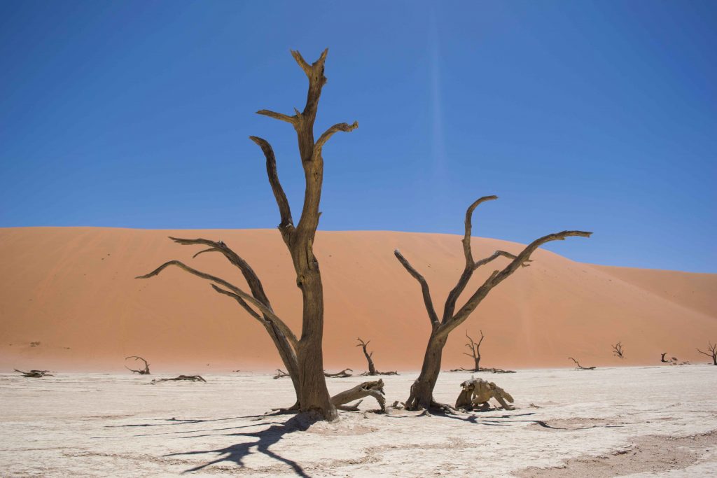 Deadvlei e Sossusvlei no Deserto da Namíbia. Aquelas atrações que não podem faltar quando você pensa no que fazer na Namíbia!