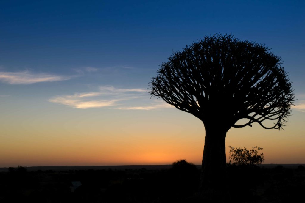 Quiver Tree Forest no entardecer. Viajar para Namibia!