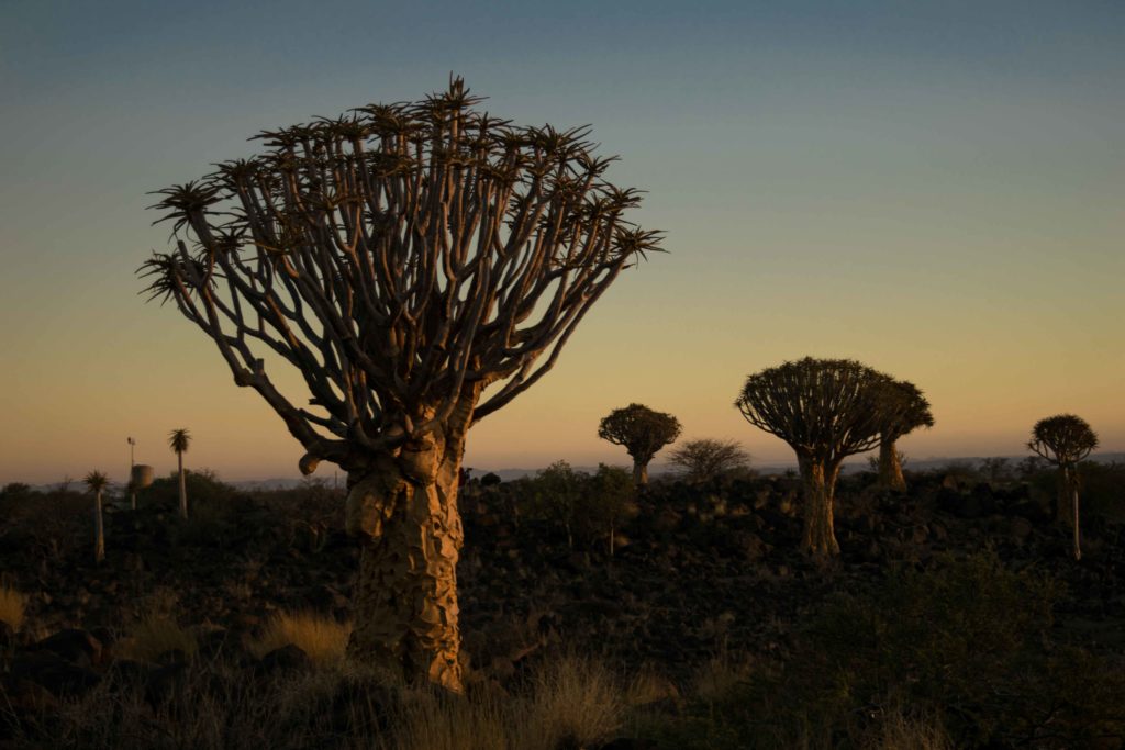 Quiver Tree Forest no entardecer. Viajar para Namibia!