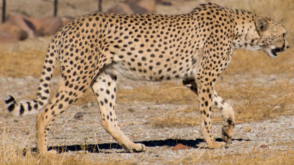 Cheetah do Quiver Tree Camping. Viajar para Namibia.
