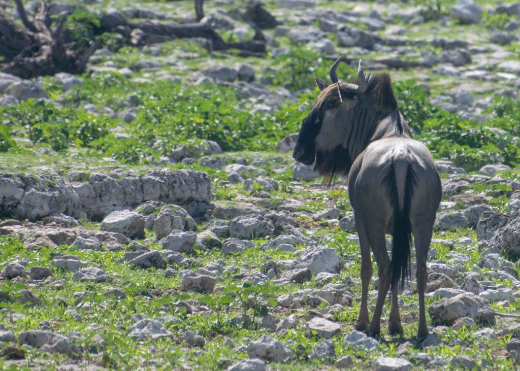 Bisão no Parque Nacional Etosha.