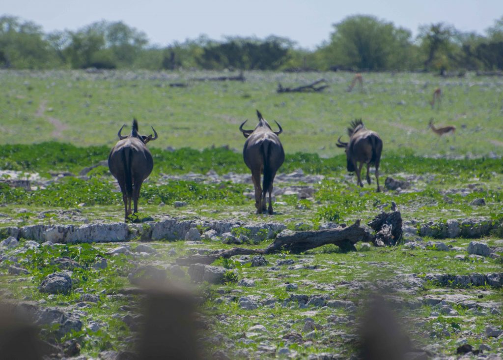 Bisões em Waterhole do Parque Nacional Etosha.