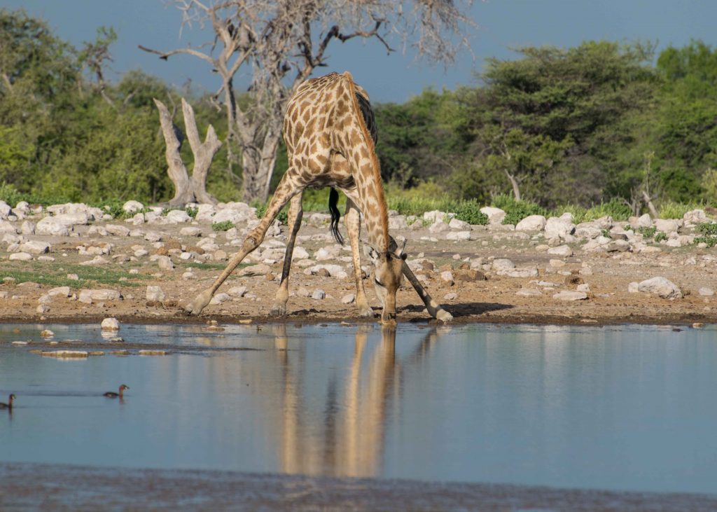 Girafinha bebendo água no Parque Nacional Etosha!
