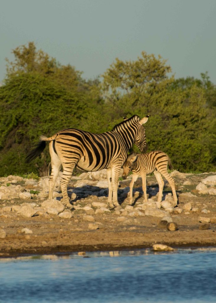 Mama Zebra e Baby Zebra no safári no Parque Nacional Etosha.