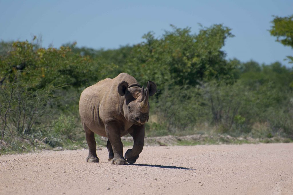 Parque Nacional Etosha, na Namíbia: tem rinoceronte, elefante, girafa, zebra, búfalo e tudo o mais que você imaginar!