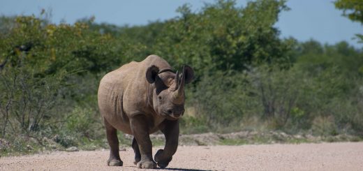 Parque Nacional Etosha, na Namíbia: tem rinoceronte, elefante, girafa, zebra, búfalo e tudo o mais que você imaginar!