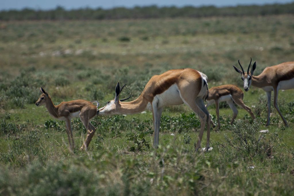 Gazelas se cuidando no Parque Nacional Etosha.