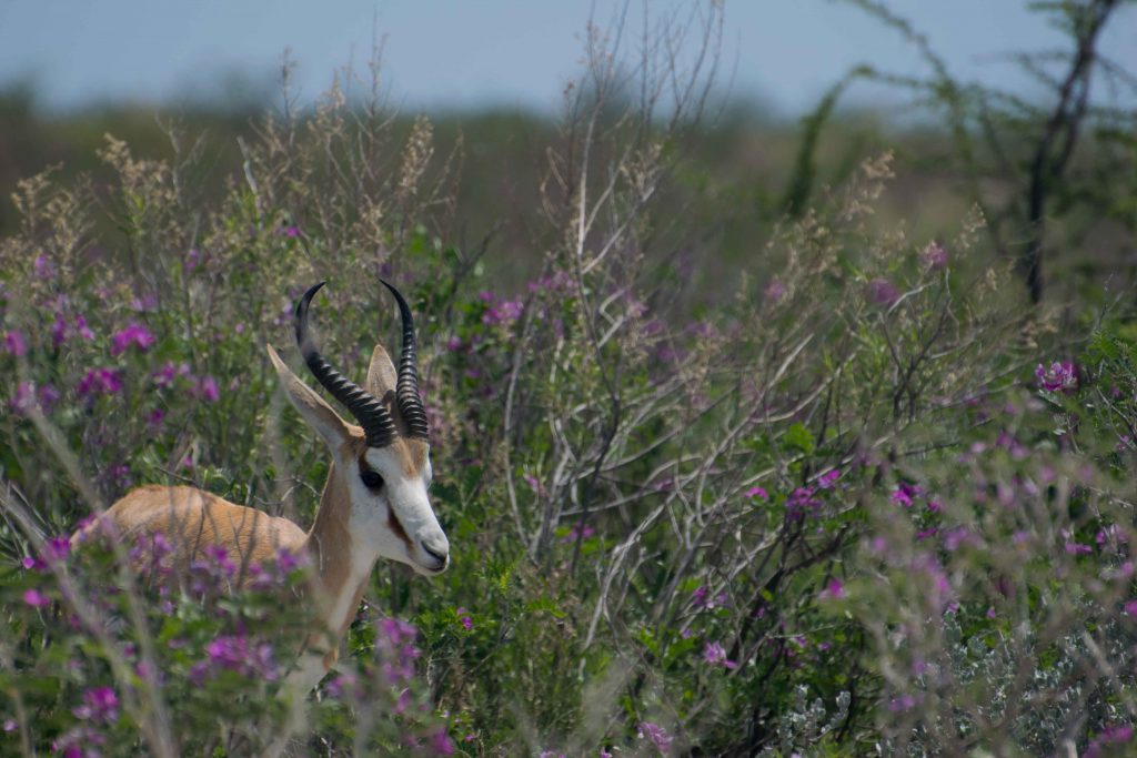 Natureza em seu esplendor no Parque Nacional Etosha.