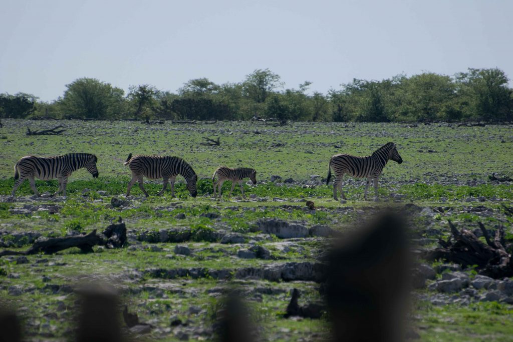 Camping Etosha: zebras indo beber água no waterhole do Okaukuejo.