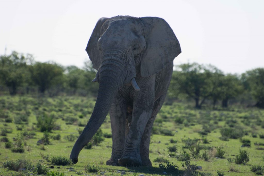 Elefantão do Parque Nacional Etosha. Tem como não amar?