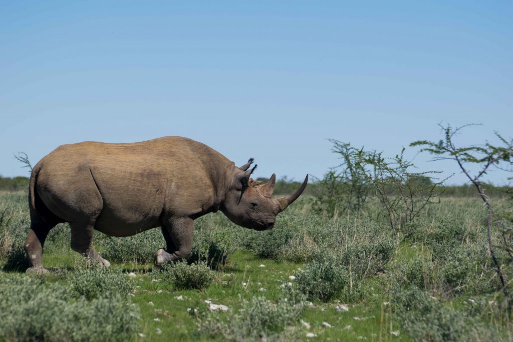 Rinoceronte no Parque Nacional Etosha.