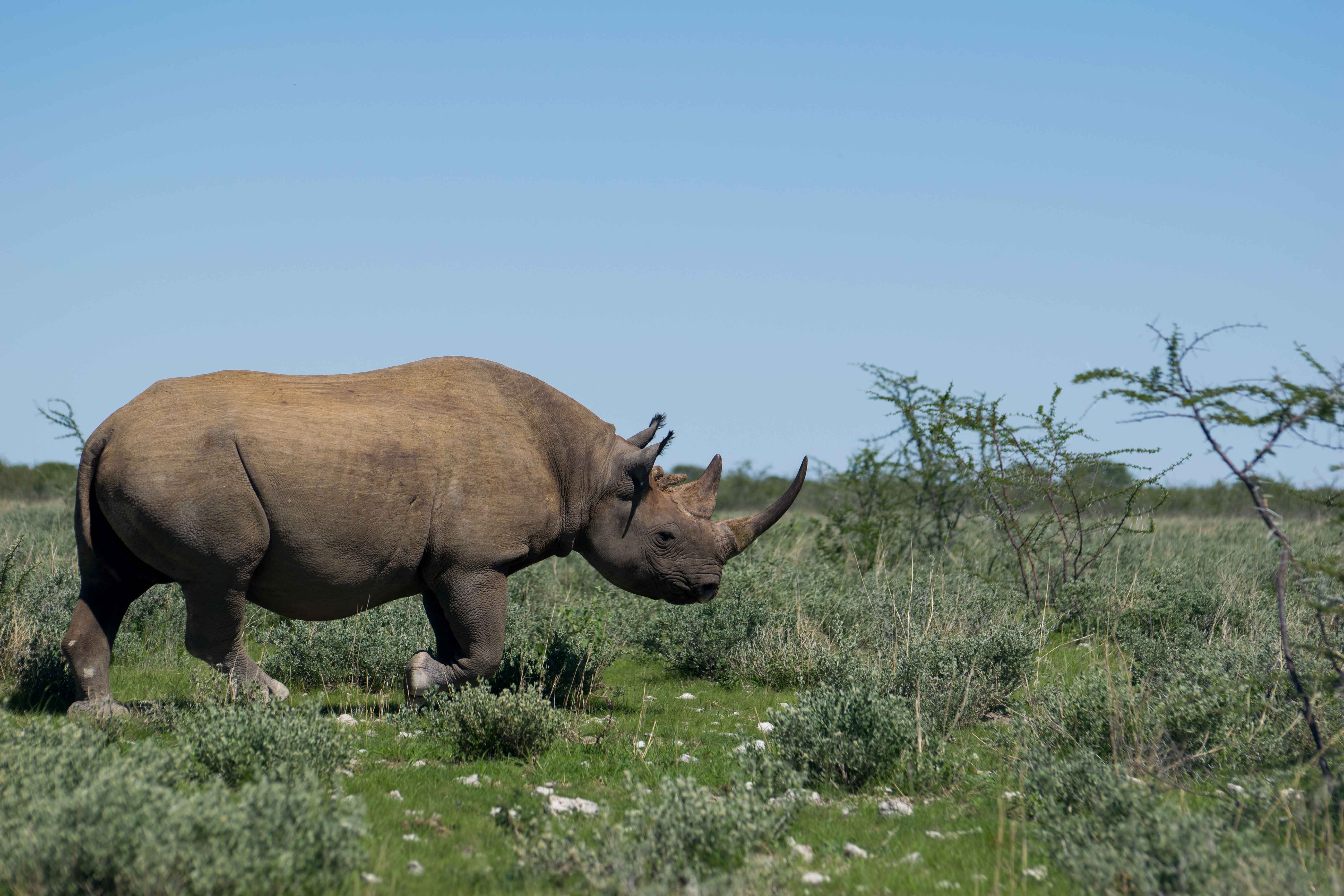 Que tal ver um animal como esse num safari em Cape Town?