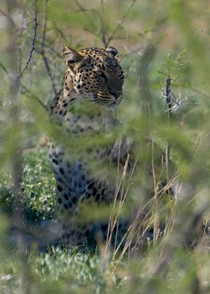 Leopardo sonolento no meio do Parque Nacional Etosha.