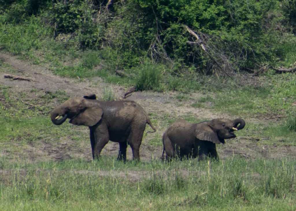 Elefantes não são demais? O que fazer na Namíbia - roteiro pelo Caprivi.