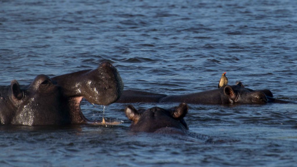 Esse passarinho é corajoso, né? Apesar de ser um animal meio violento, o hipopótamo curte a ajuda desse passáro para comer carrapatos. O que fazer na Namíbia - Roteiro pelo Caprivi.