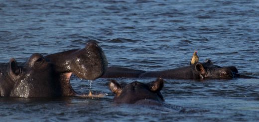 Esse passarinho é corajoso, né? Apesar de ser um animal meio violento, o hipopótamo curte a ajuda desse passáro para comer carrapatos. O que fazer na Namíbia - Roteiro pelo Caprivi.