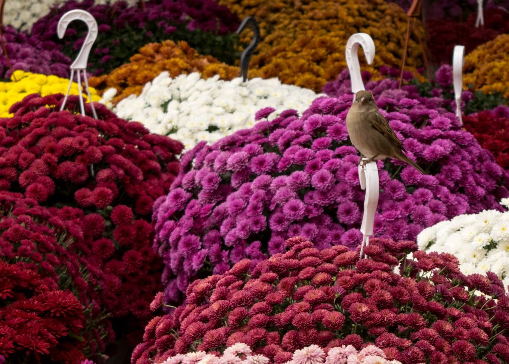 Lindezas do mercado de flores dos rroma, uma das atrações de Bucareste fora da rota turística.