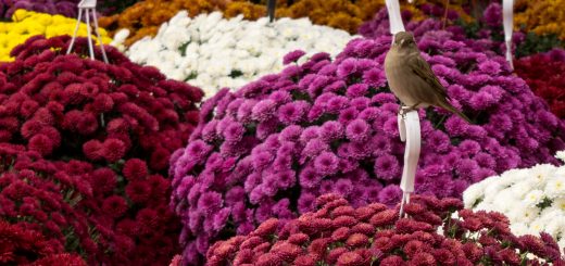 Lindezas do mercado de flores dos rroma, uma das atrações de Bucareste fora da rota turística.