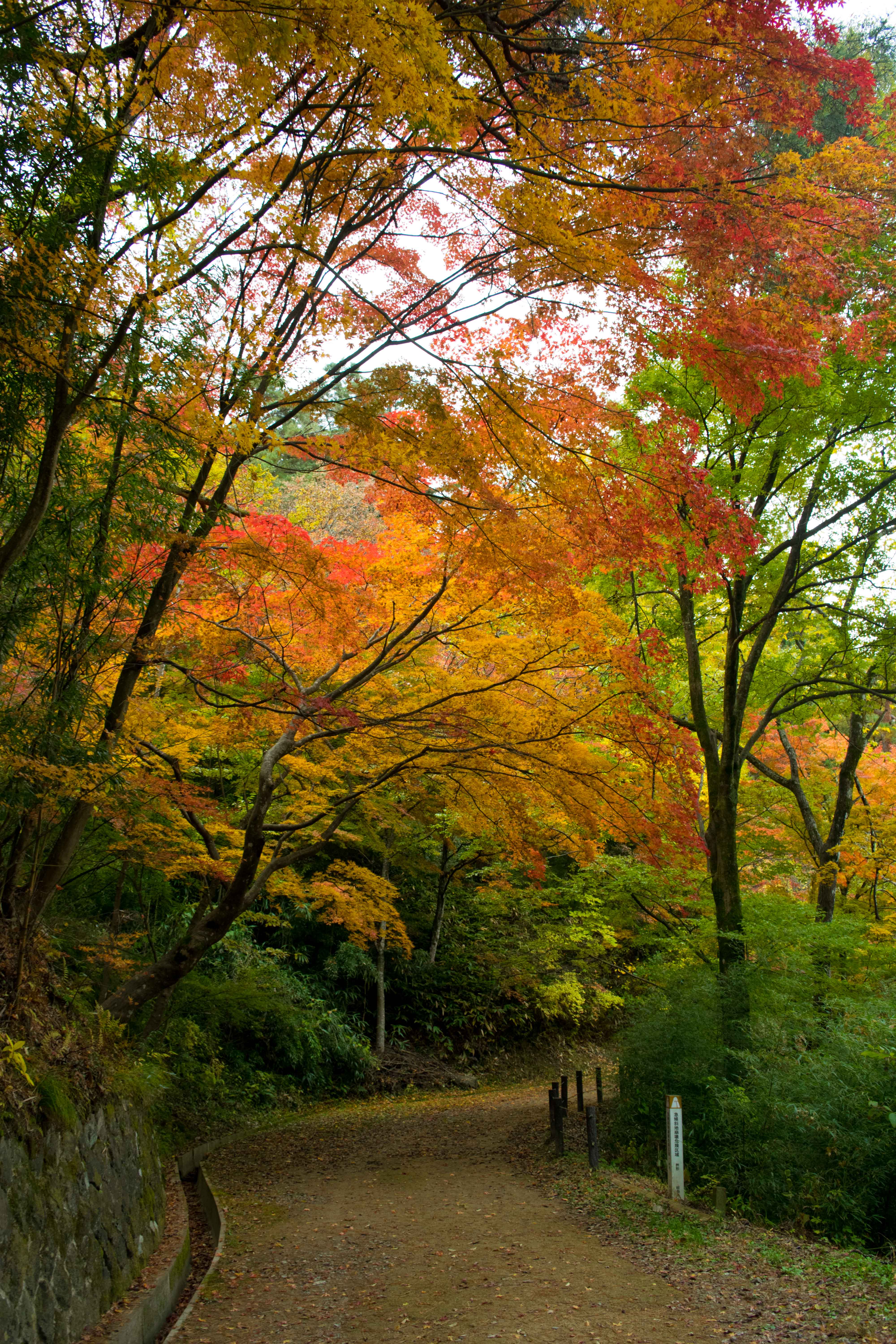 Caminho Higashiyama: lindo no outono, visite mesmo que tenha apenas um dia em Takayama.