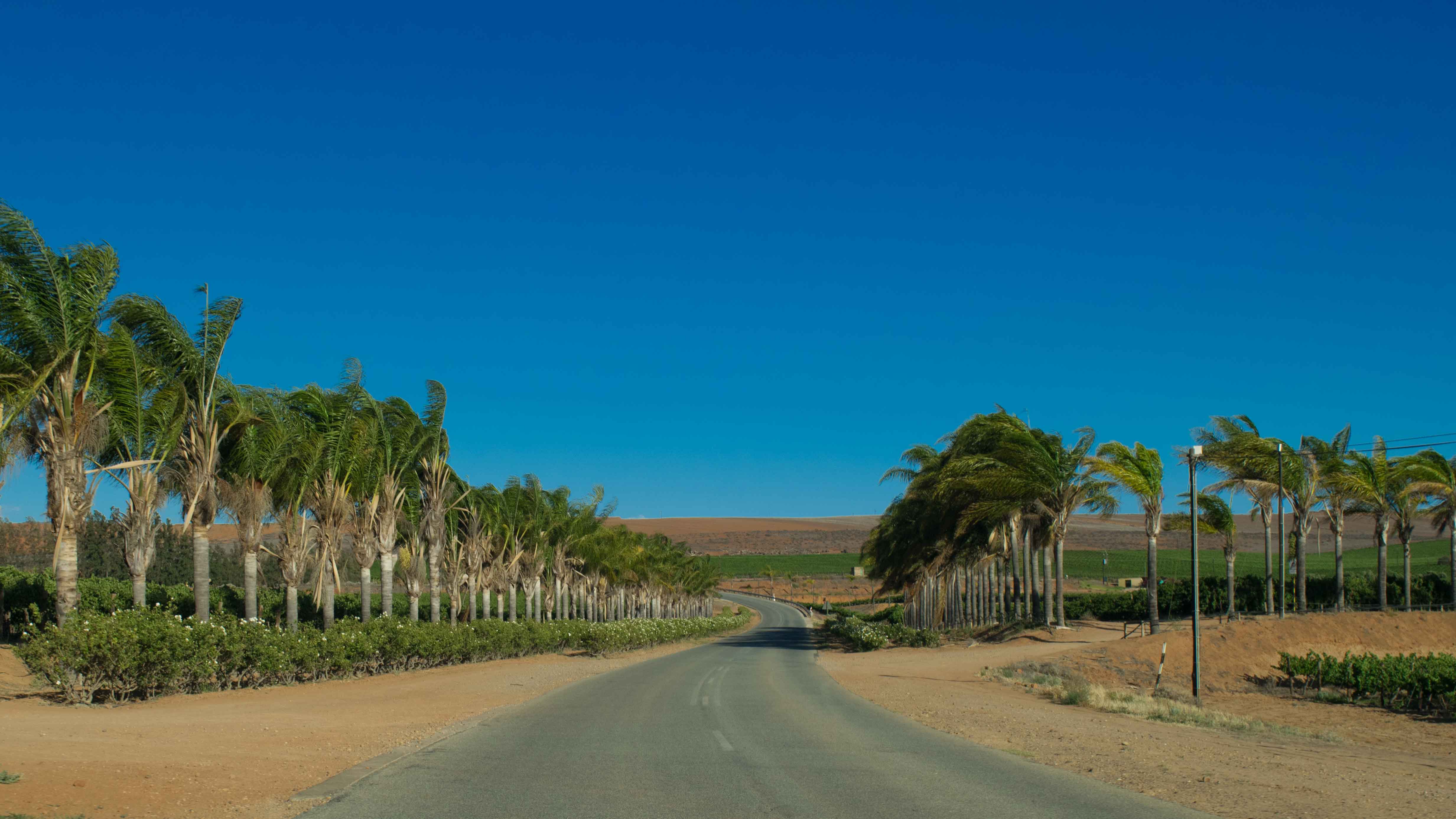 Entre os vinhedos da Olifantsriver Wine Route, West Coast África do Sul.