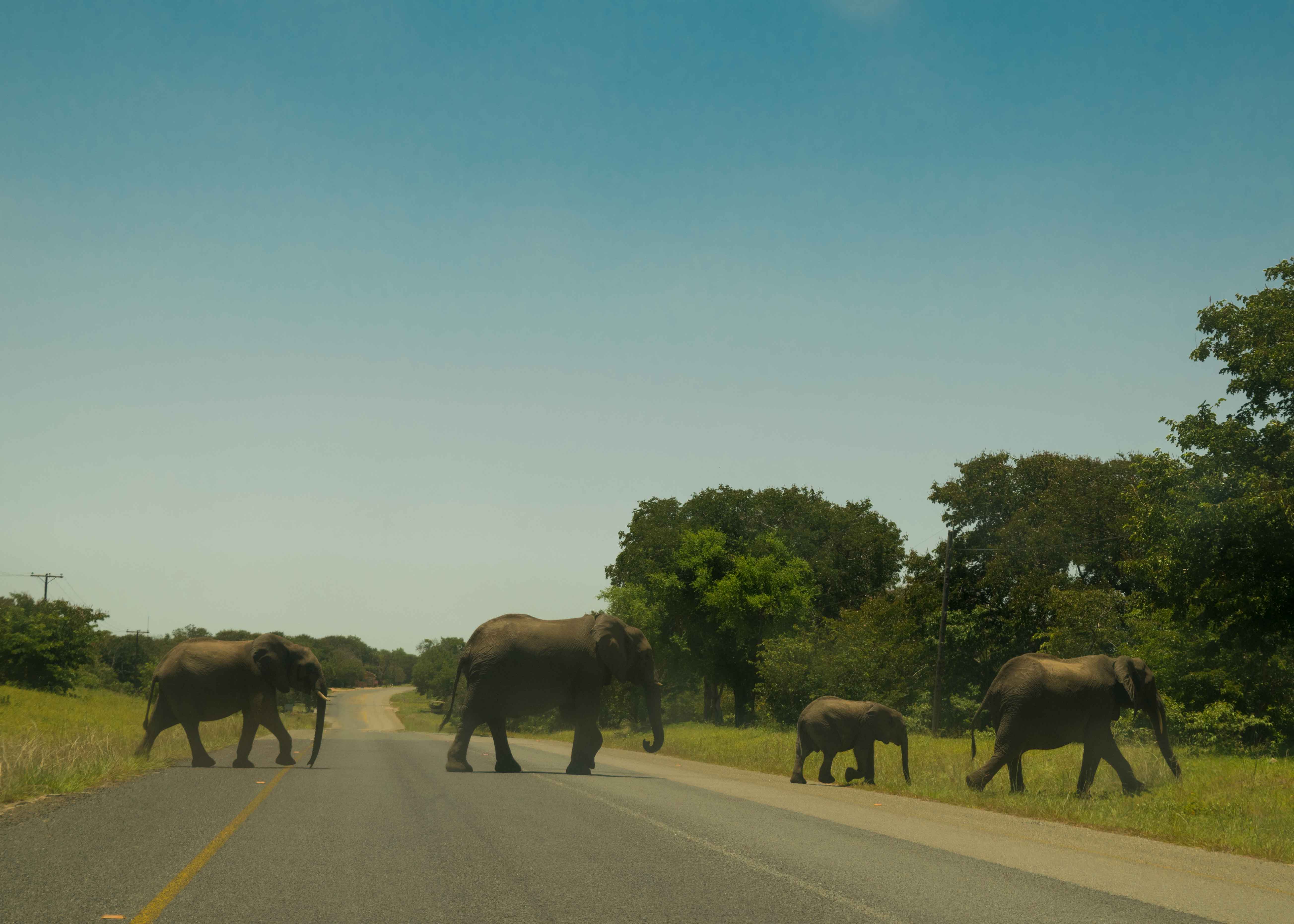 Elefantes cruzando a estrada no caminho para Victoria Falls Zambia.