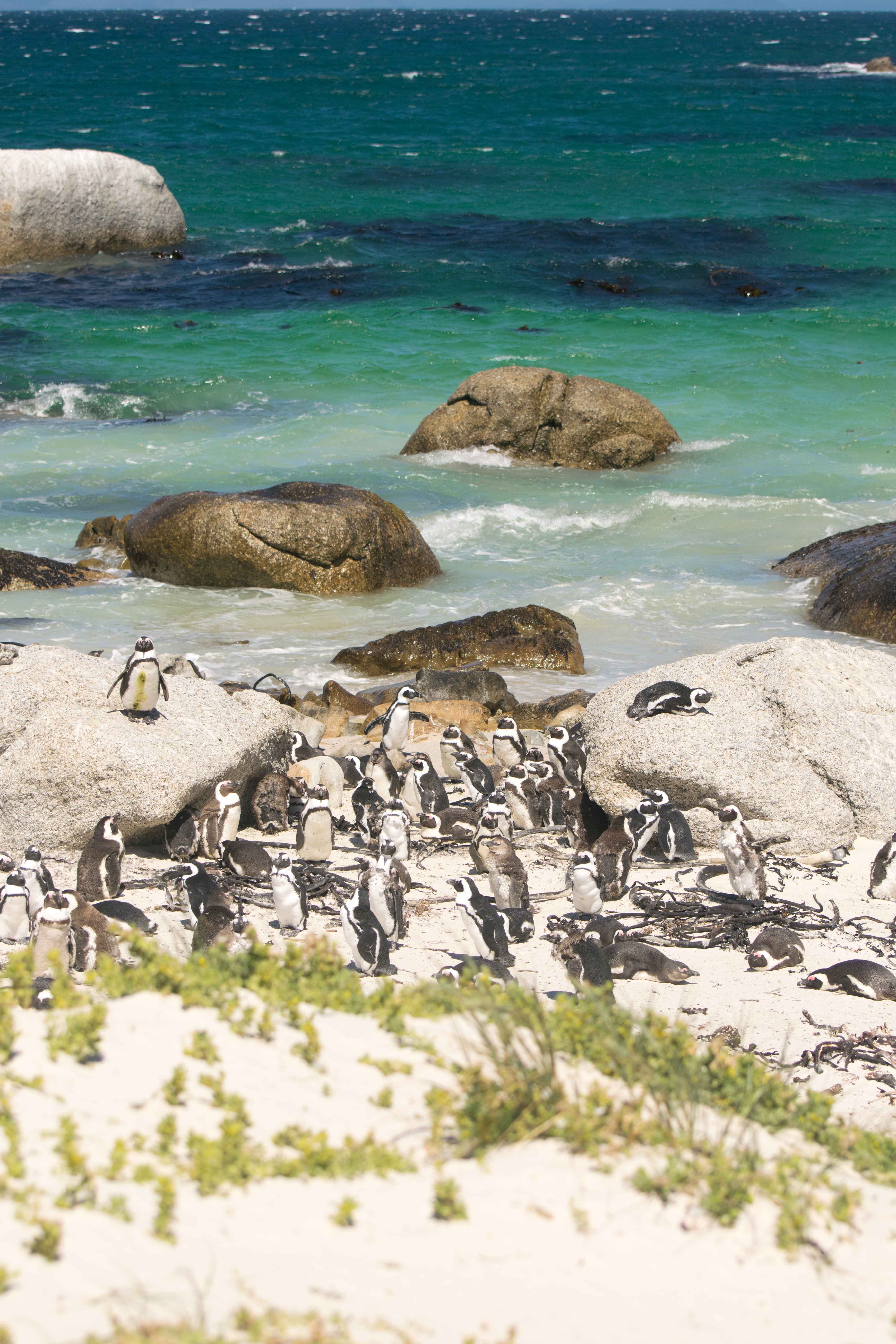 Pinguins Africanos na colônia de Boulders Beach.