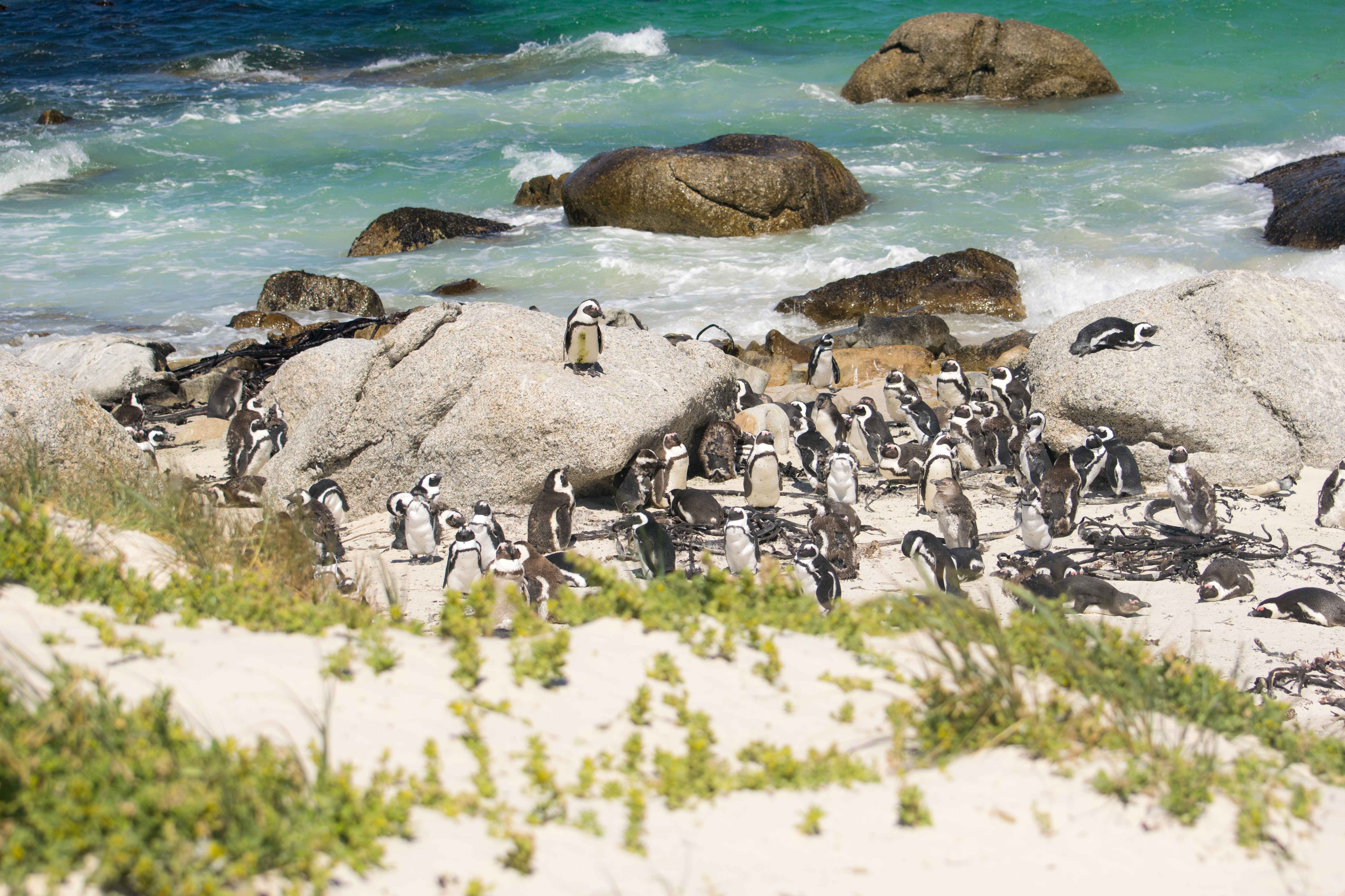 Pinguins em Boulders Beach. Cape Town Beaches.