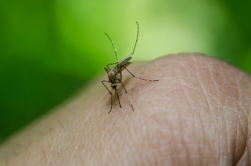 Mosquito transmissor. Como e onde tomar vacina de febre amarela.