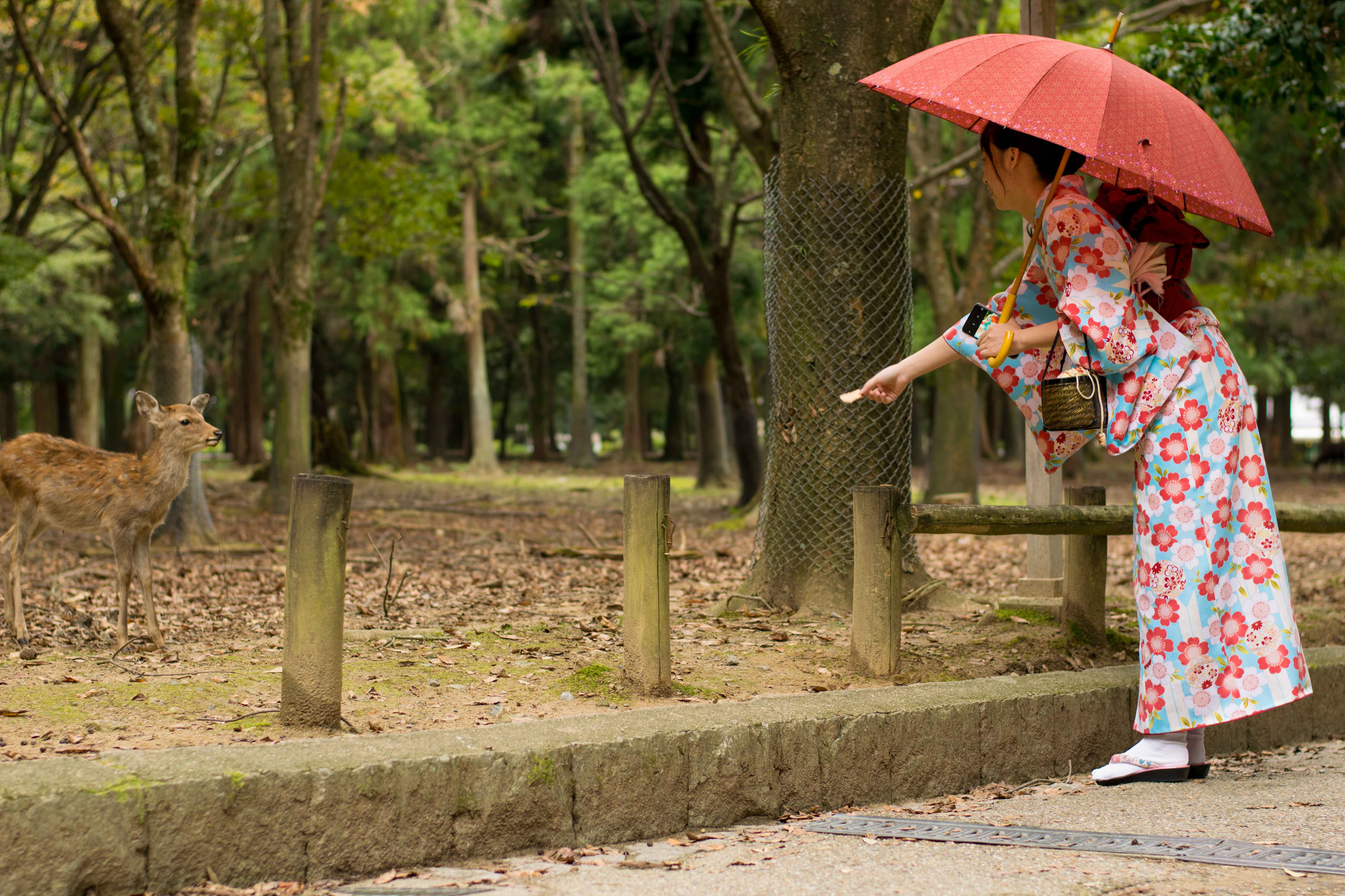 Como montar um roteiro pelo Japão: inclua Nara, uma das cidades mais fofas e incríveis!