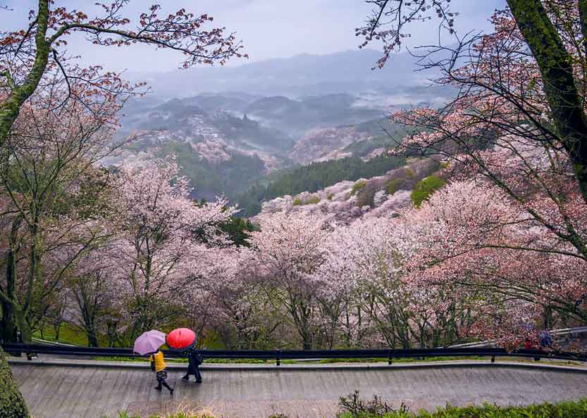 Quais cidades visitar no Japão: Monte Yoshino é lindo na floração das sakuras.